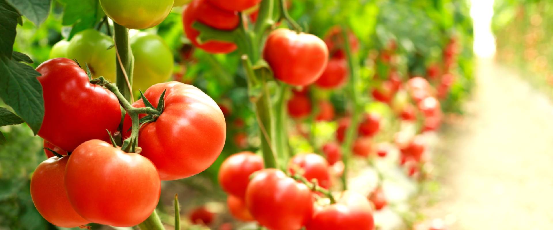 Tomato Plants Poisonous To Dogs atelieryuwa.ciao.jp