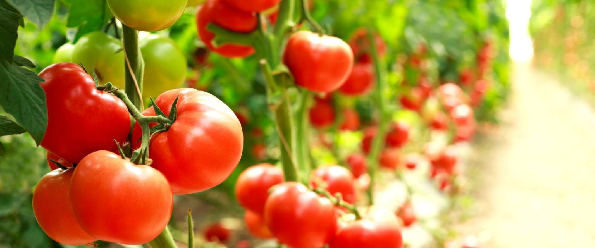 Row of tomato plants