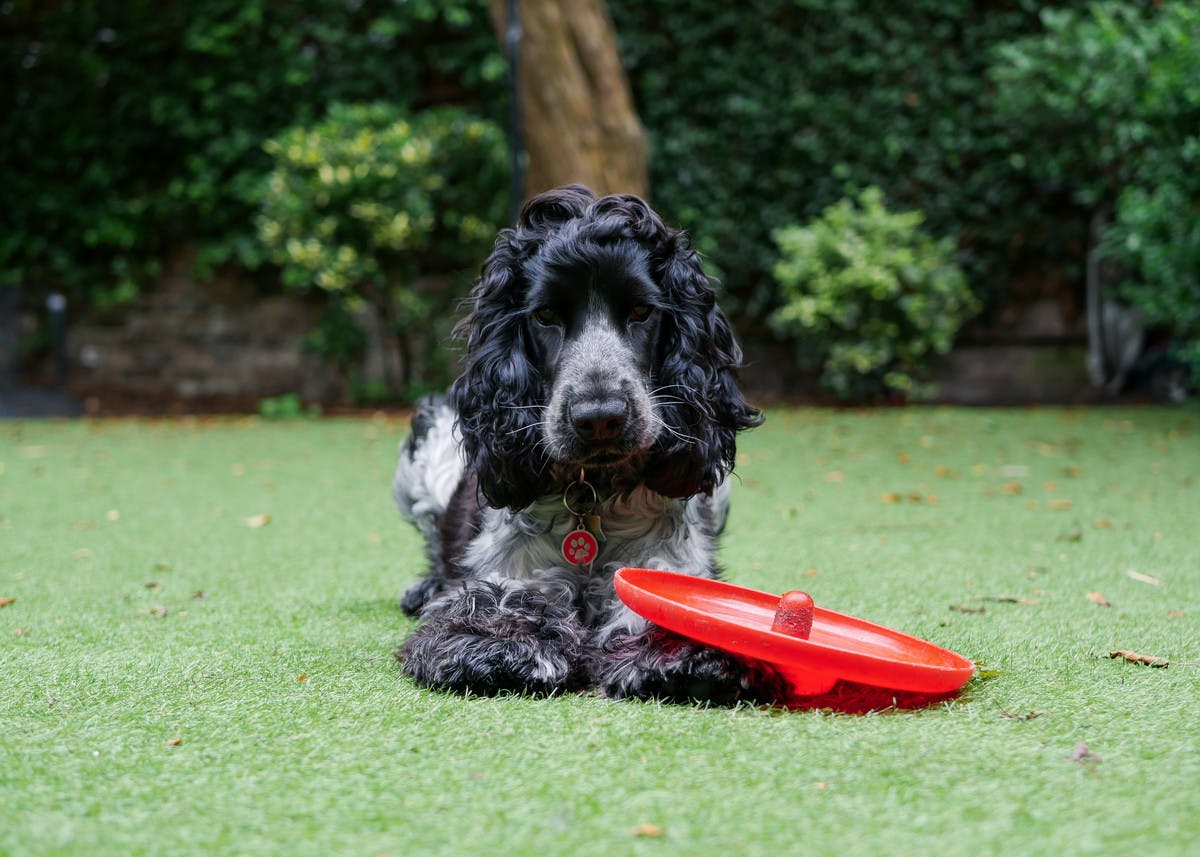 Spaniel with red frisbee
