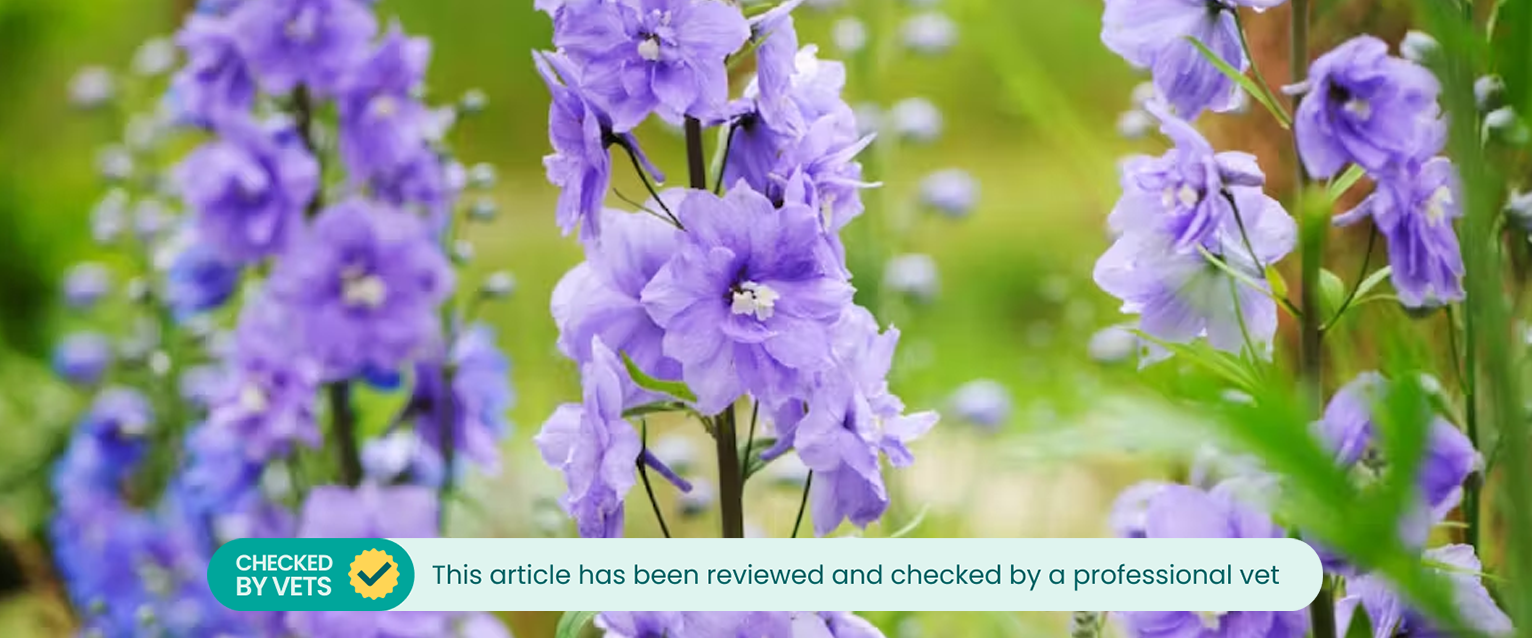 Purple delphinium plants