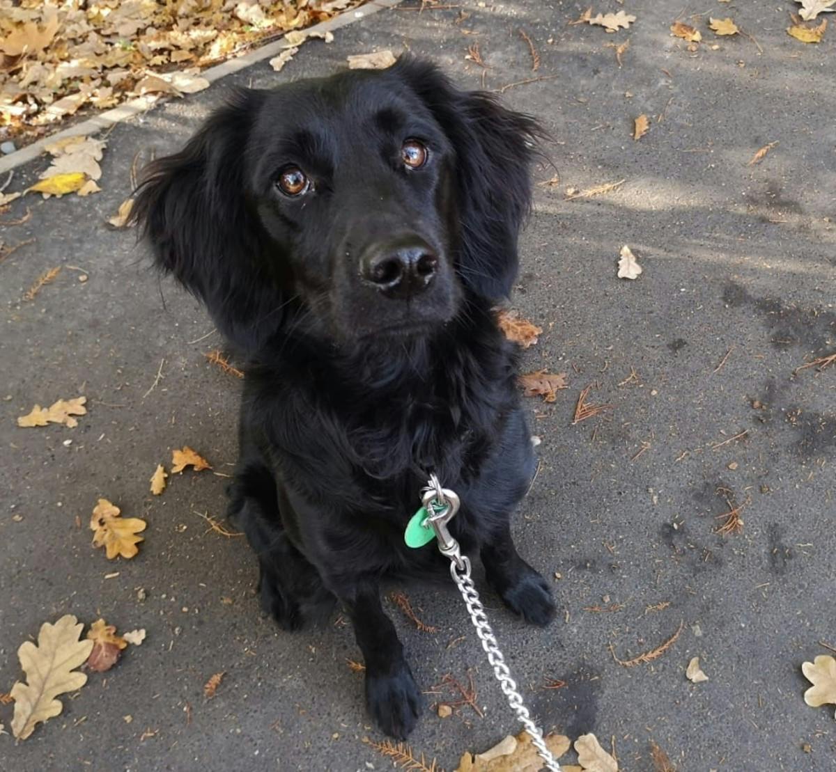Black dog on pathway in Autumn