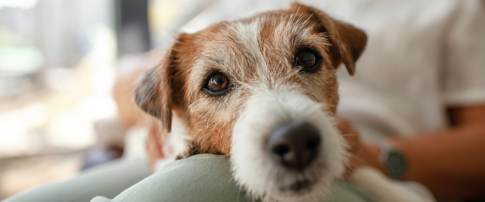 A dog sits on someone's knee.