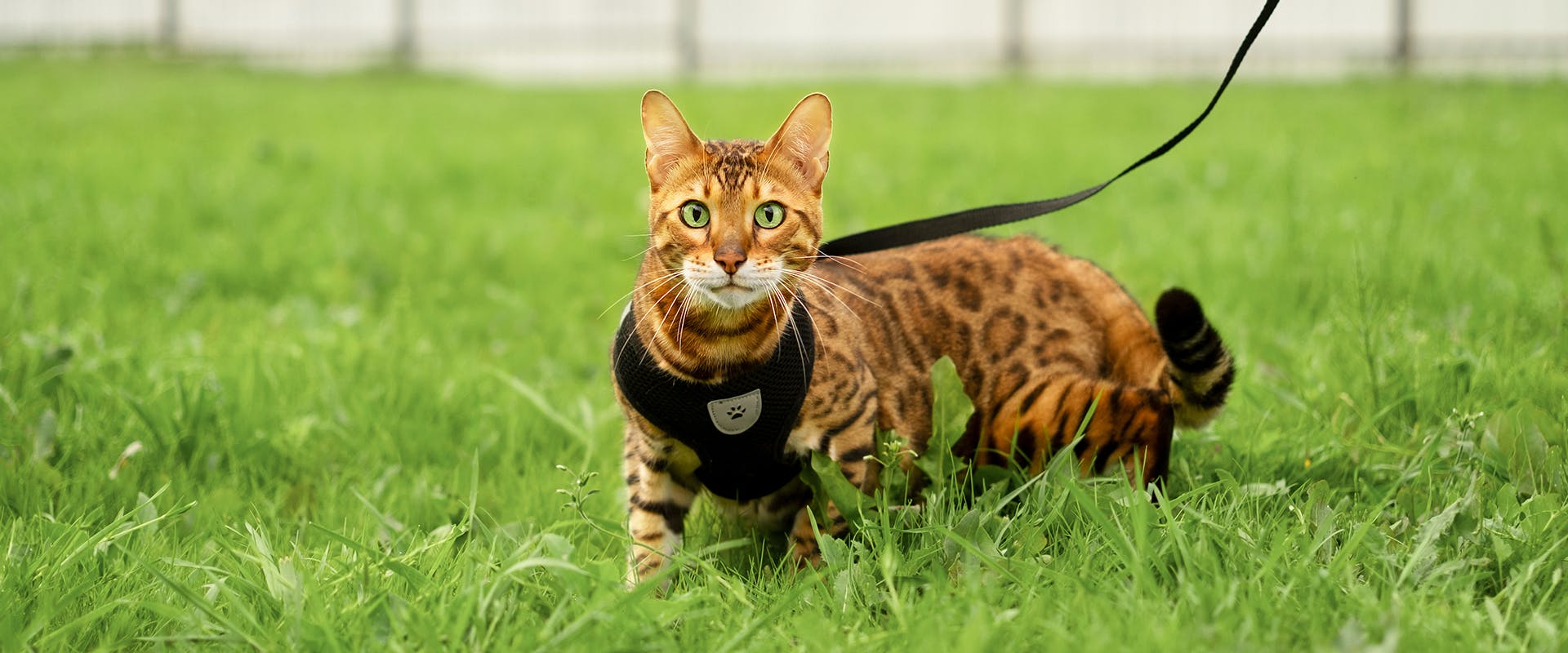 A cat standing in some grass, wearing a black cat harness and leash