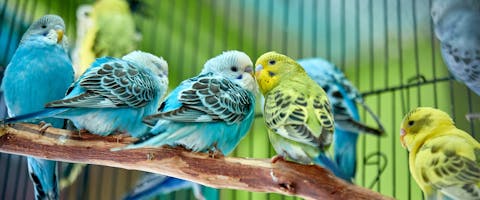 a flock of exotic bird budgies in a bird cage with a green budgie and a blue budgie touching beaks