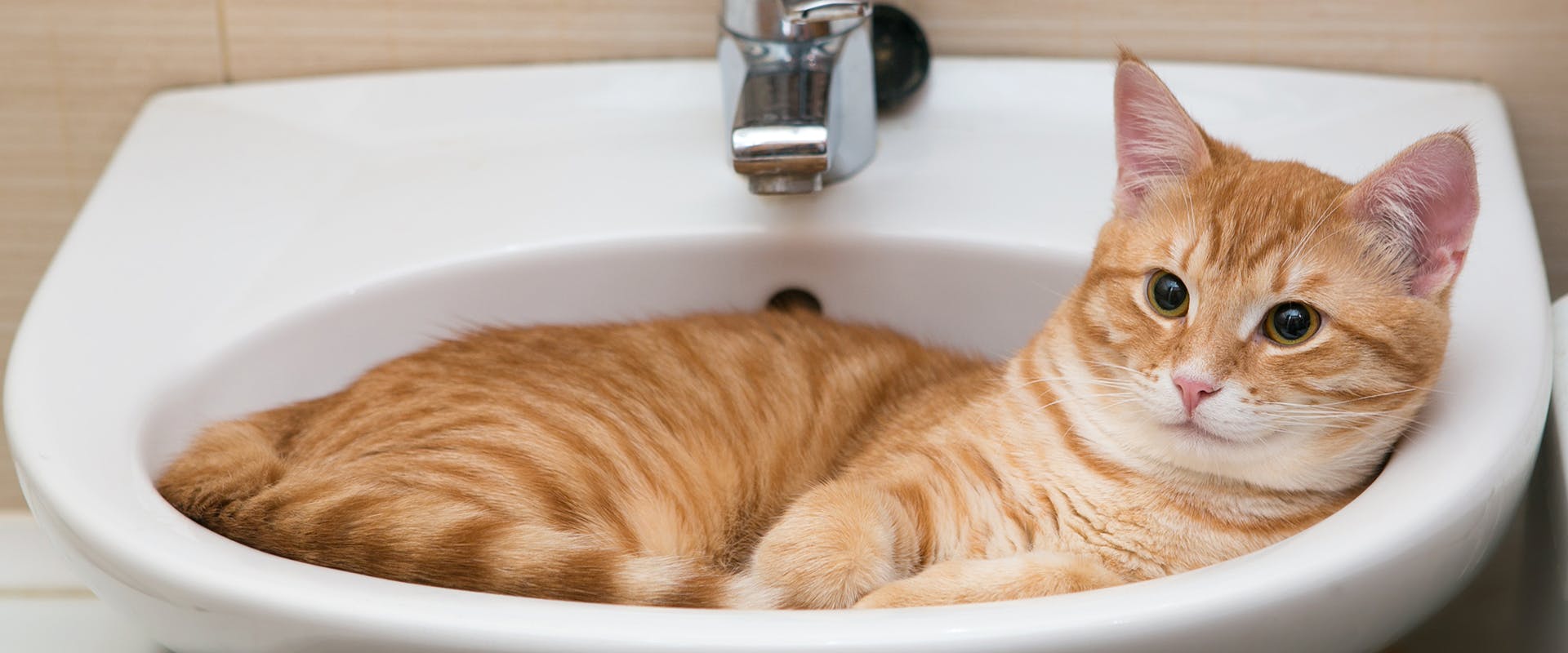 A cat relaxing in a bathroom sink
