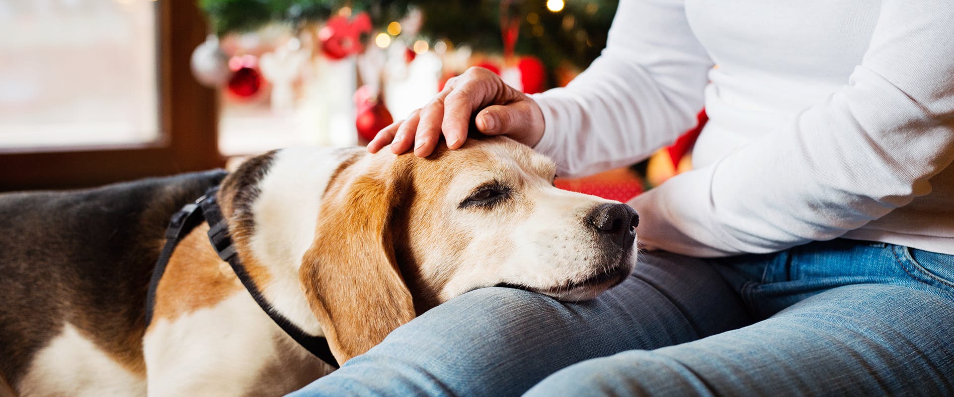 A dog standing with its head resting on a person's lap, a Christmas tree visible in the background