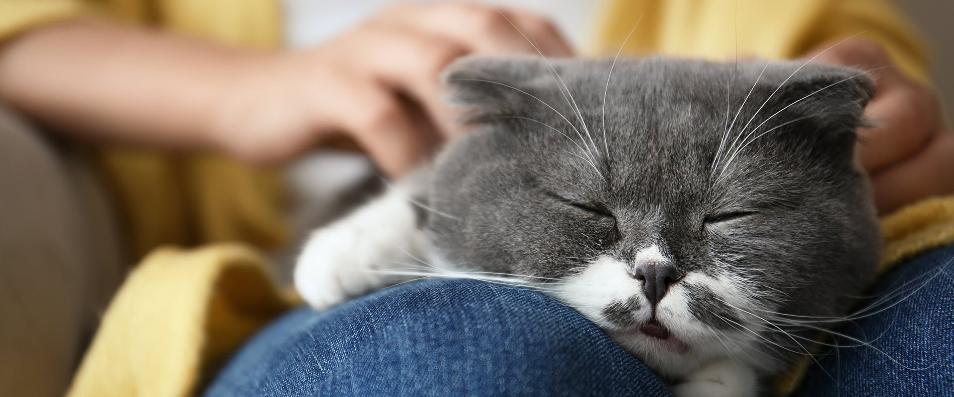 Why do cats sleep on you? A cat sleeping on a person's lap