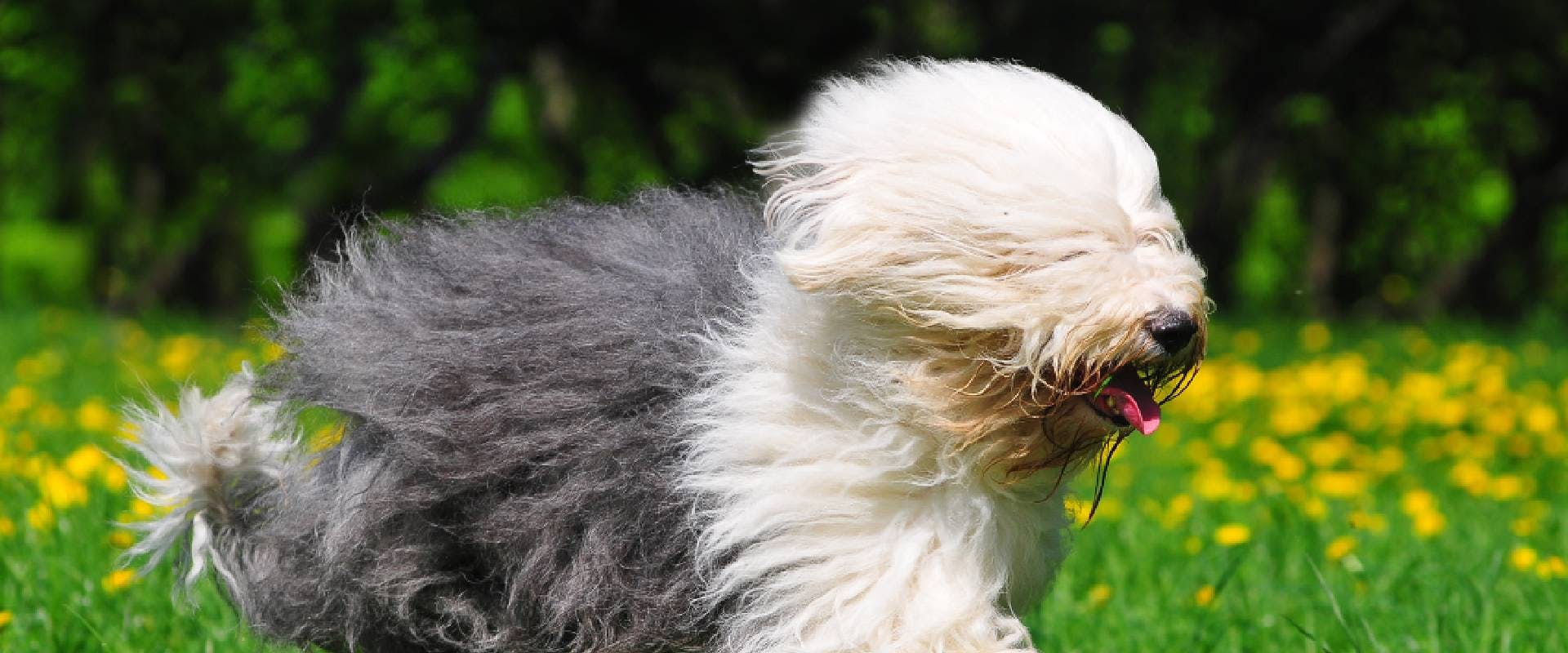 Breeders of Bobtail or Old English Sheepdog in Spain
