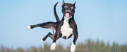 A dog jumps in the air.