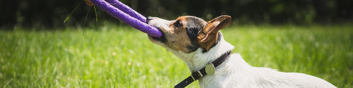 Jack Russell Terrier