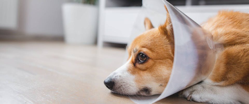 How to Make a Dog Head Cone to Prevent Wound Licking