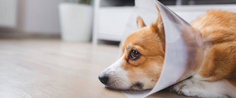Dog in a pet cone