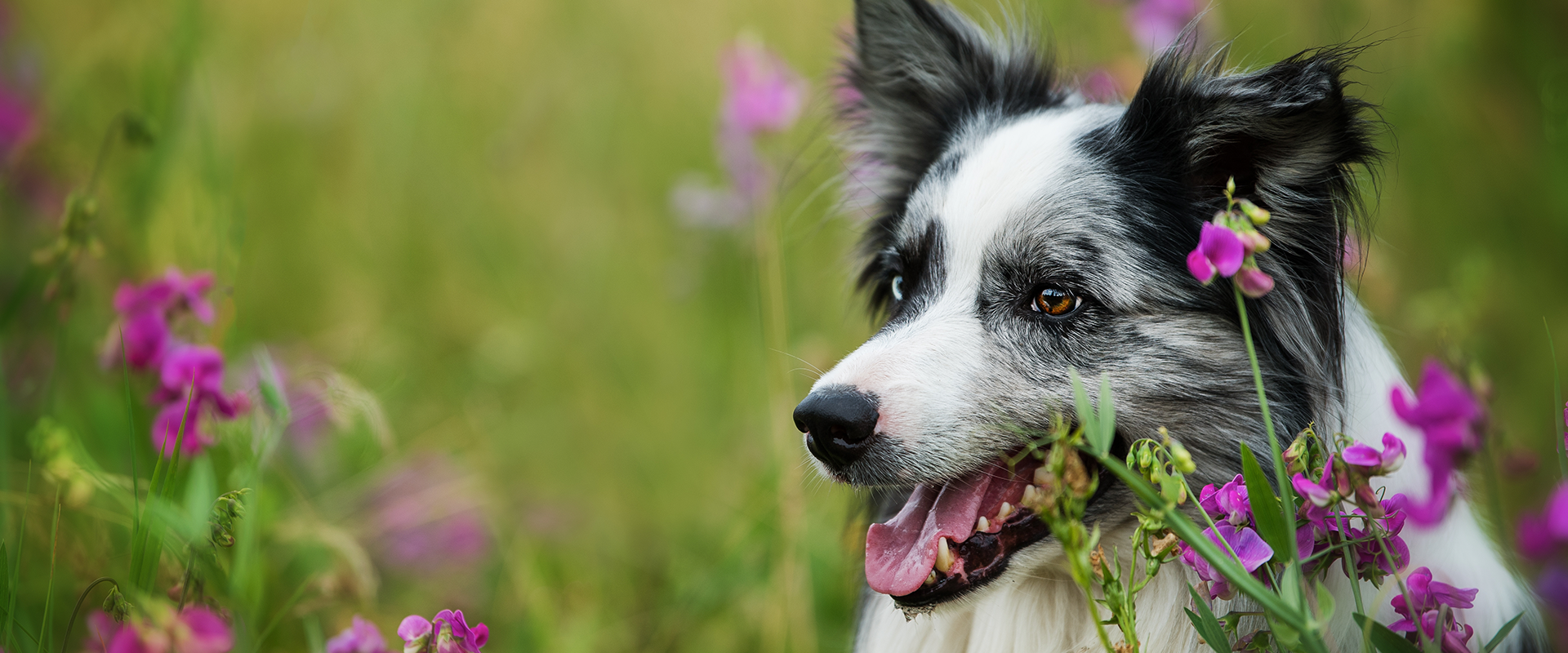 Are Sweet Peas Poisonous to Dogs?