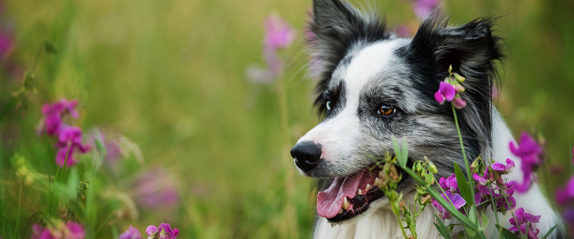 A dog sitting amongst sweet pea flowers