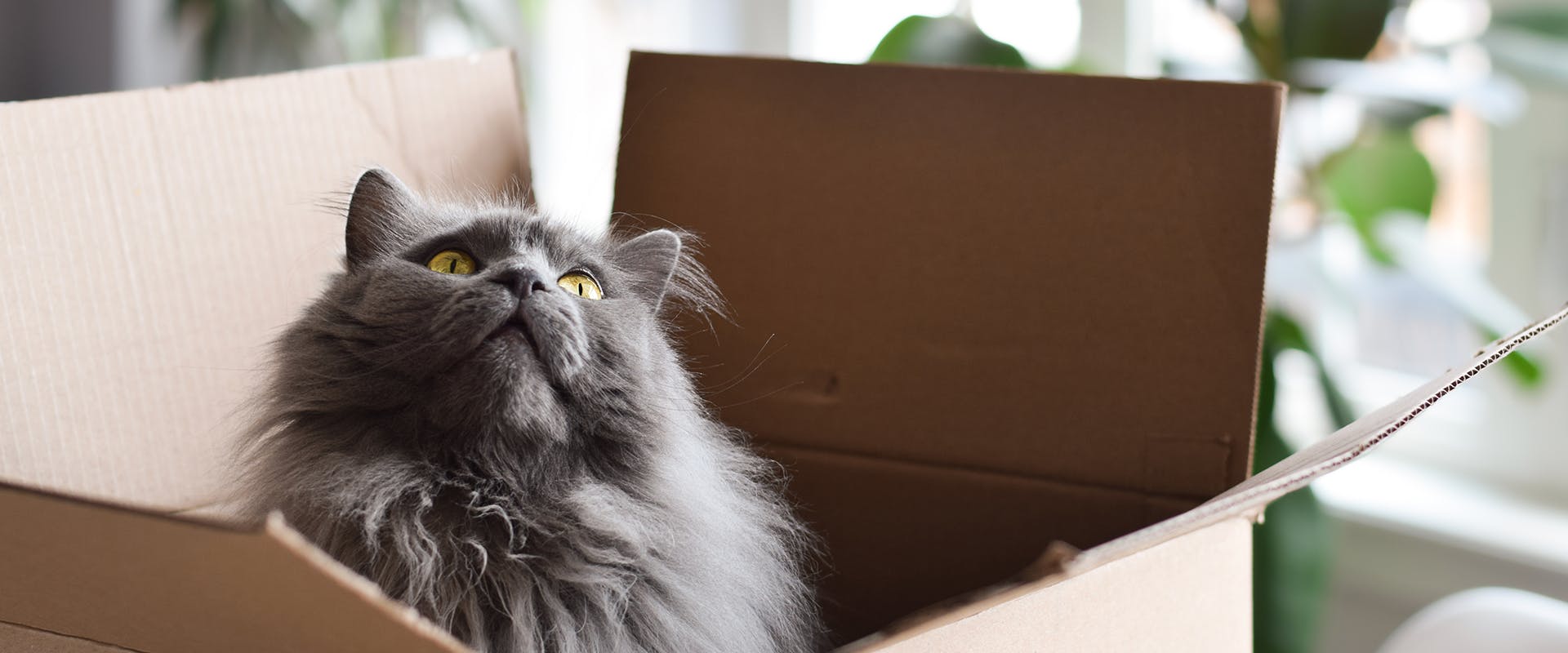 A cat sitting upright in a cardboard box