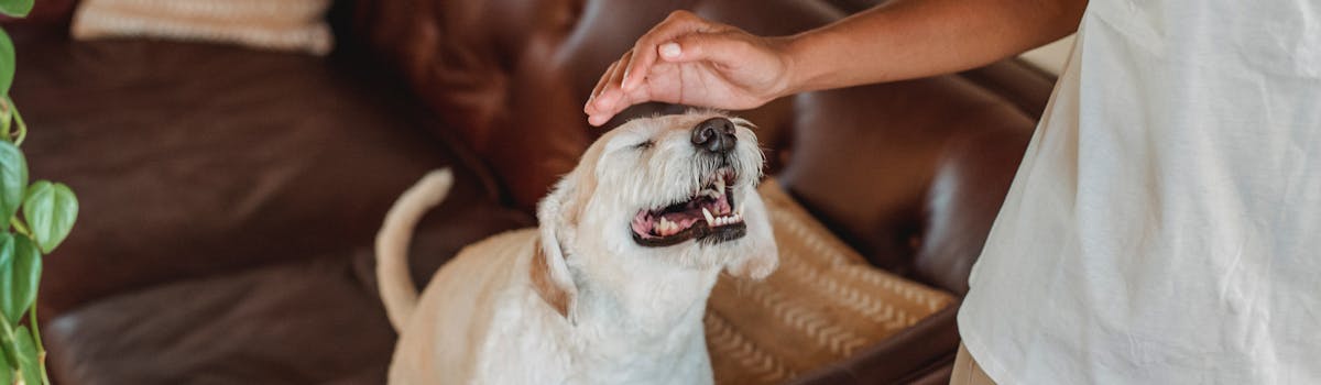 A small white dog being petted on a brown leather sofa