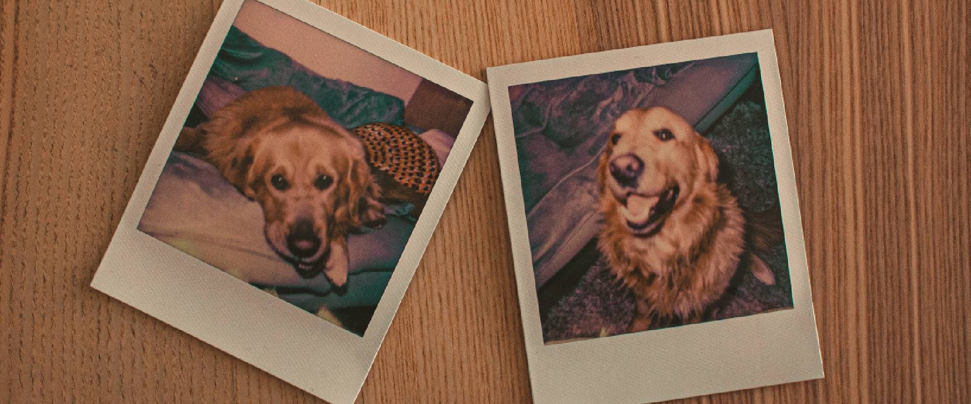 Polaroids of a Golden Retriever dog