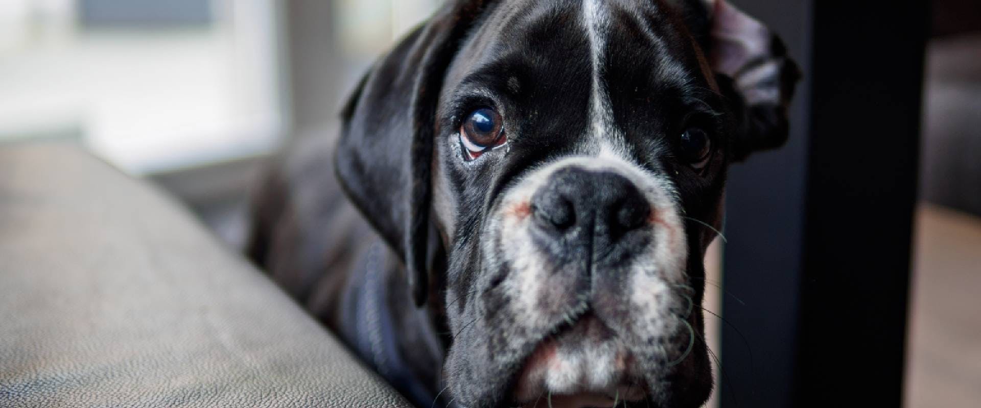 Close-up of a Boxer at home