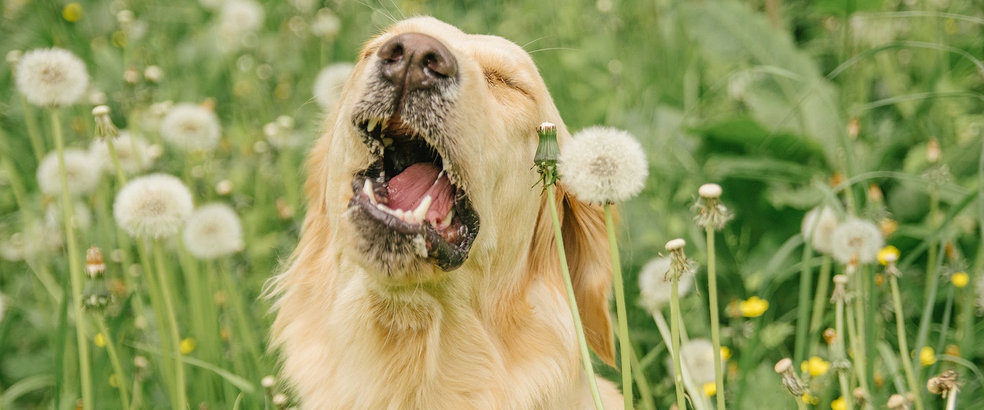 A dog sitting in long grass, sneezing