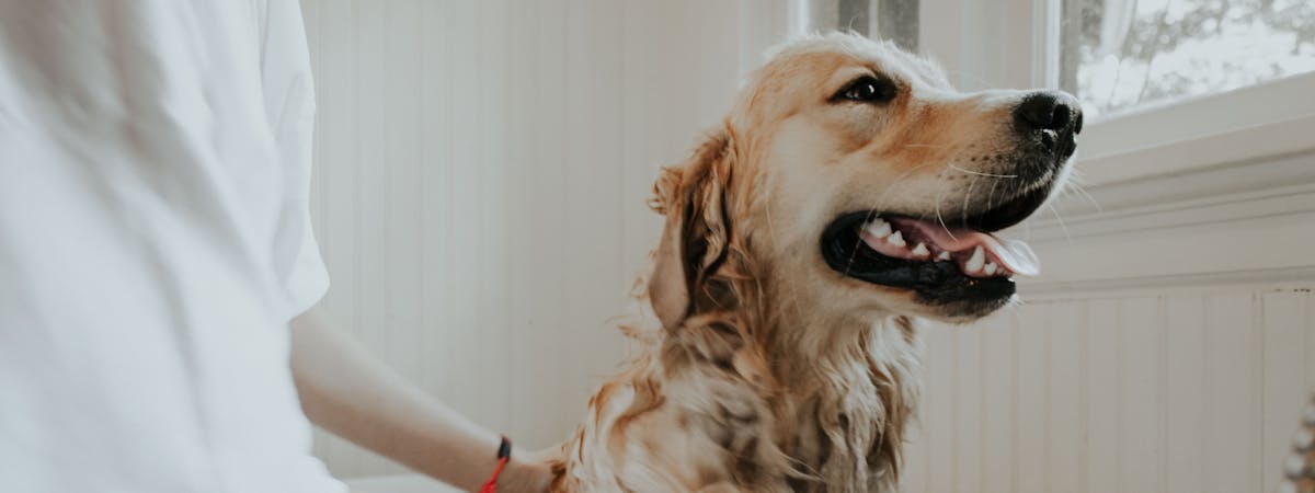 A Golden Retriever being given a bath in the bath tub