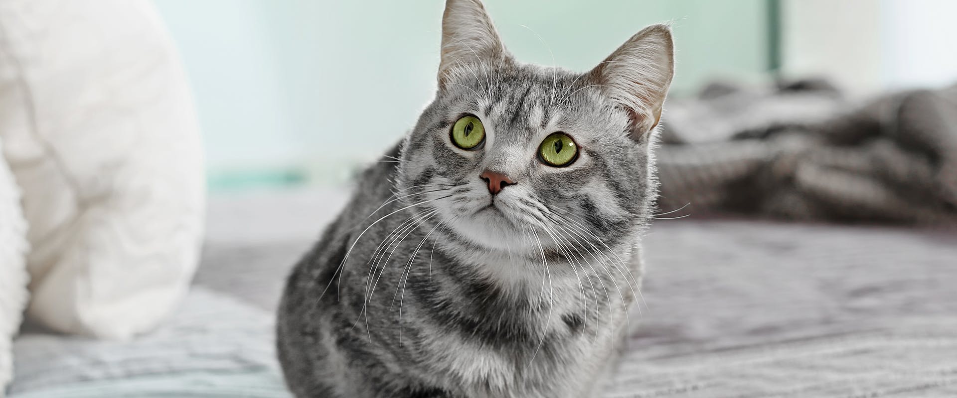A grey tabby cat