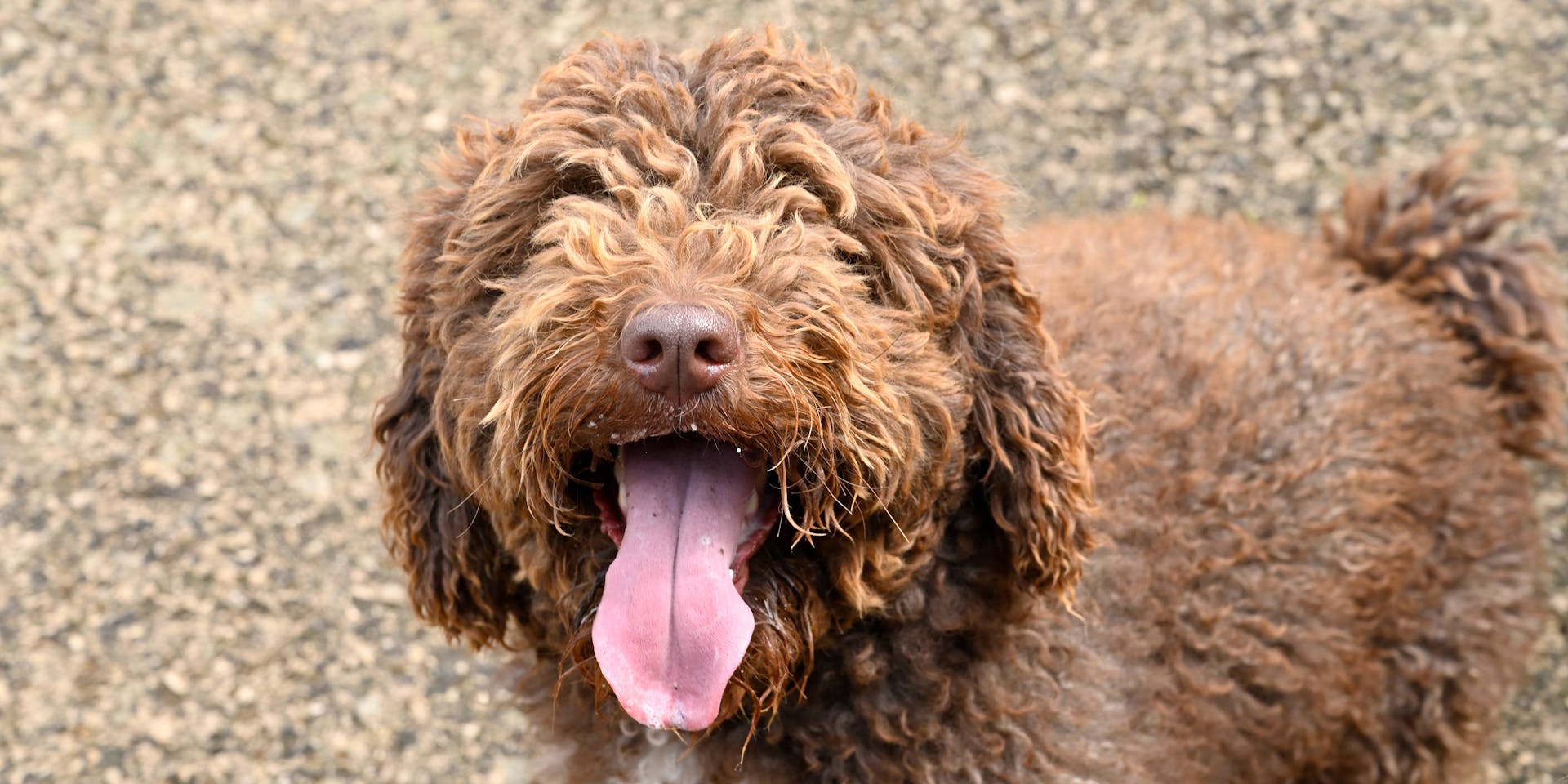 Spanish dog breed with tongue out. 
