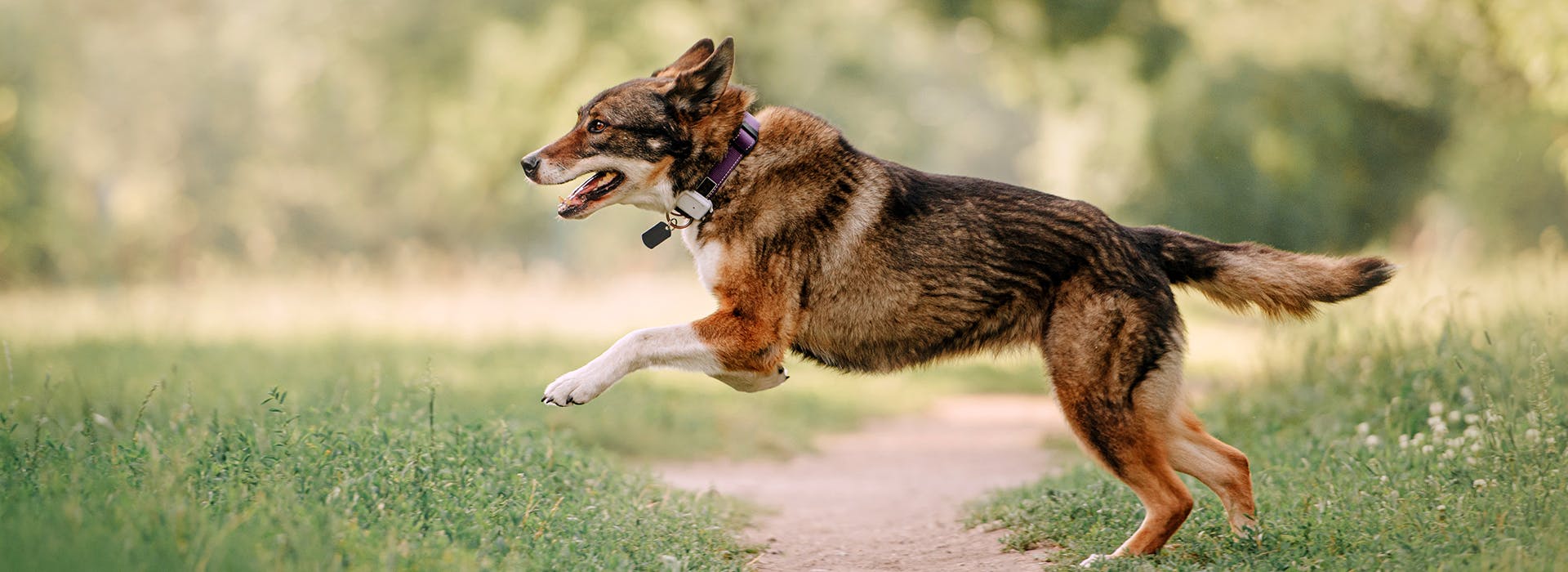 A dog, wearing a gps tracking collar, running through a park