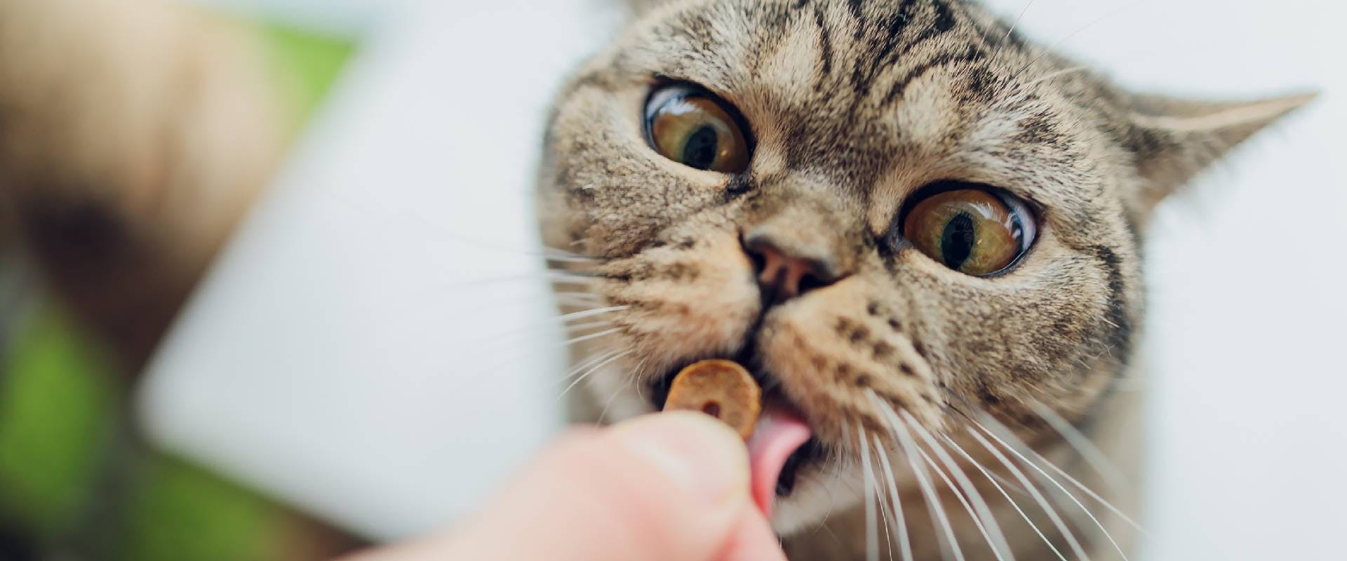 Close-up of a cat taking a treat from someone's hand