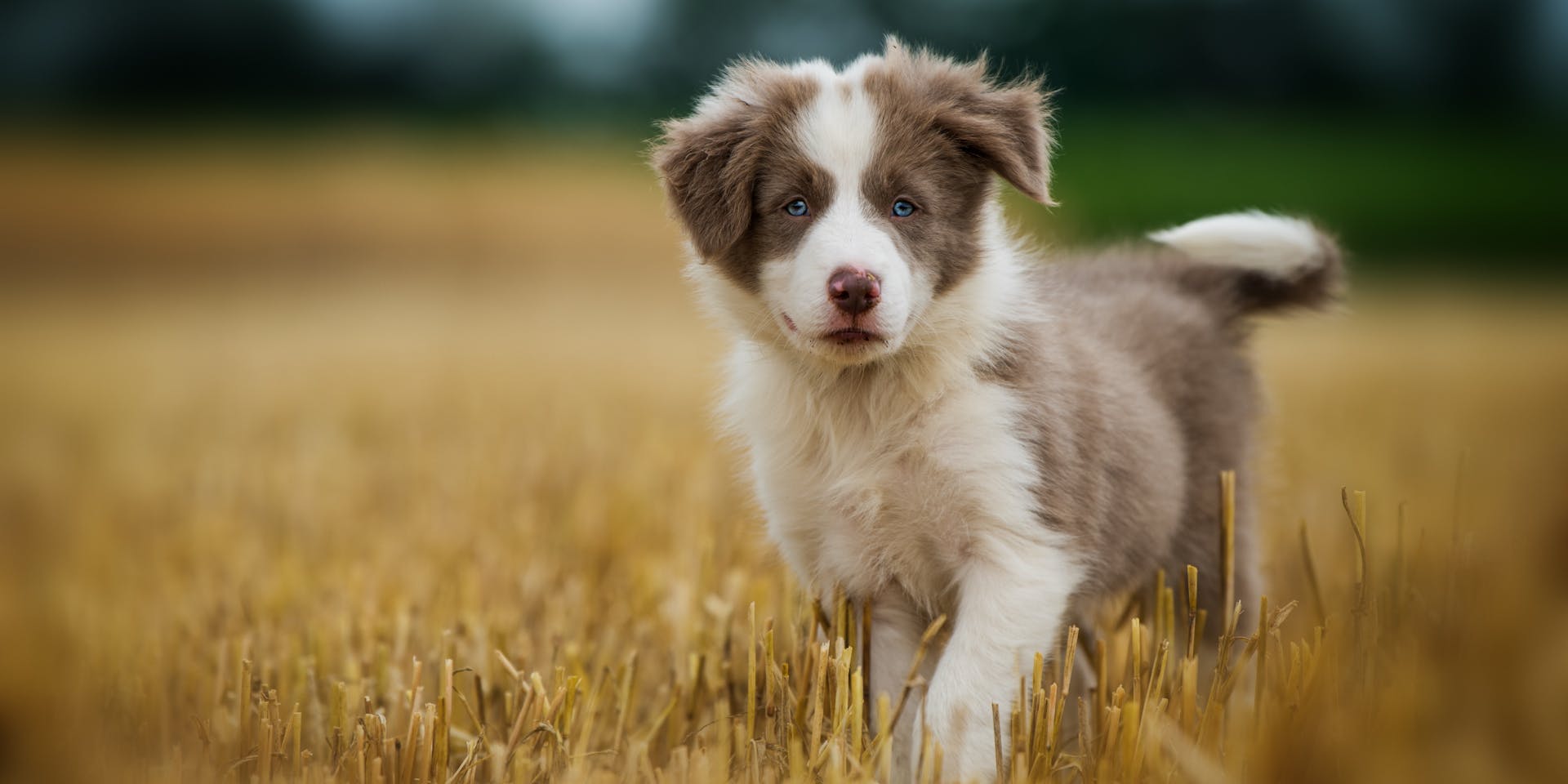 A Border Collie puppy in a field
