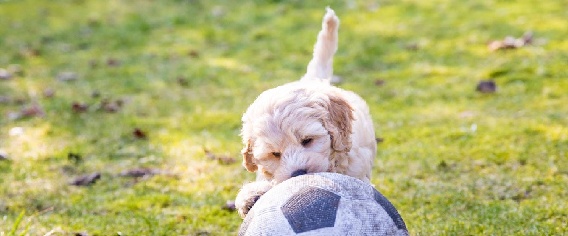 Australian Labradoodle puppy playing with a ball