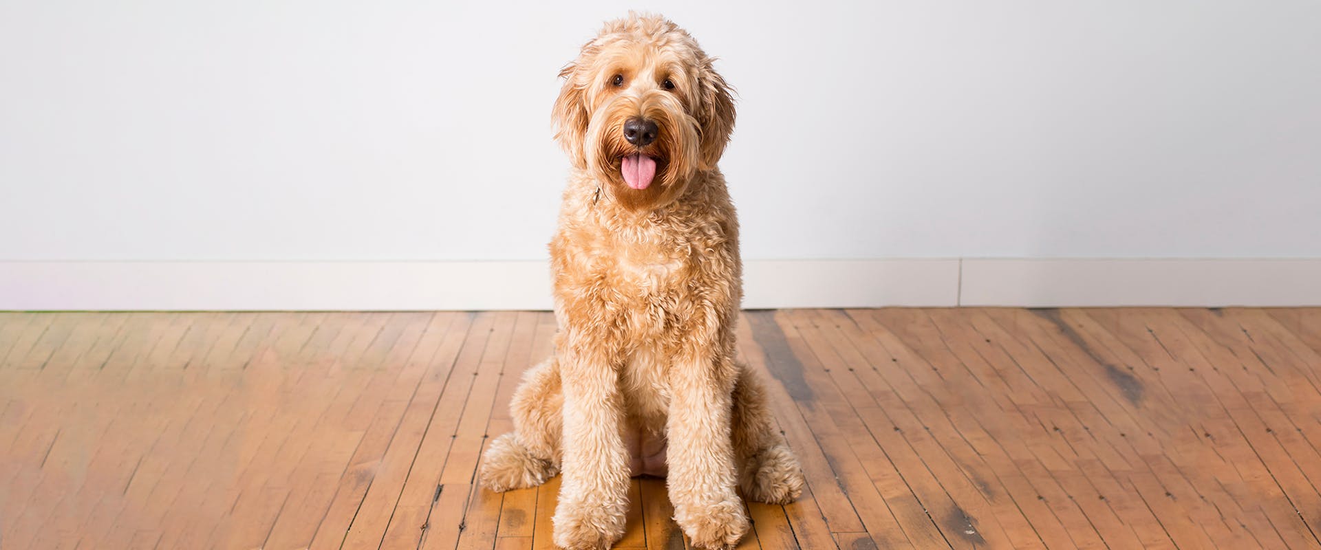 what is a puppy cut for a goldendoodle