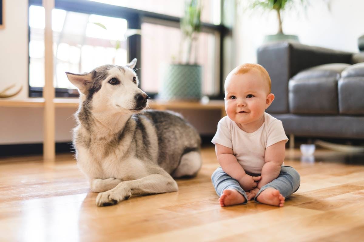 Siberian Husky and toddler