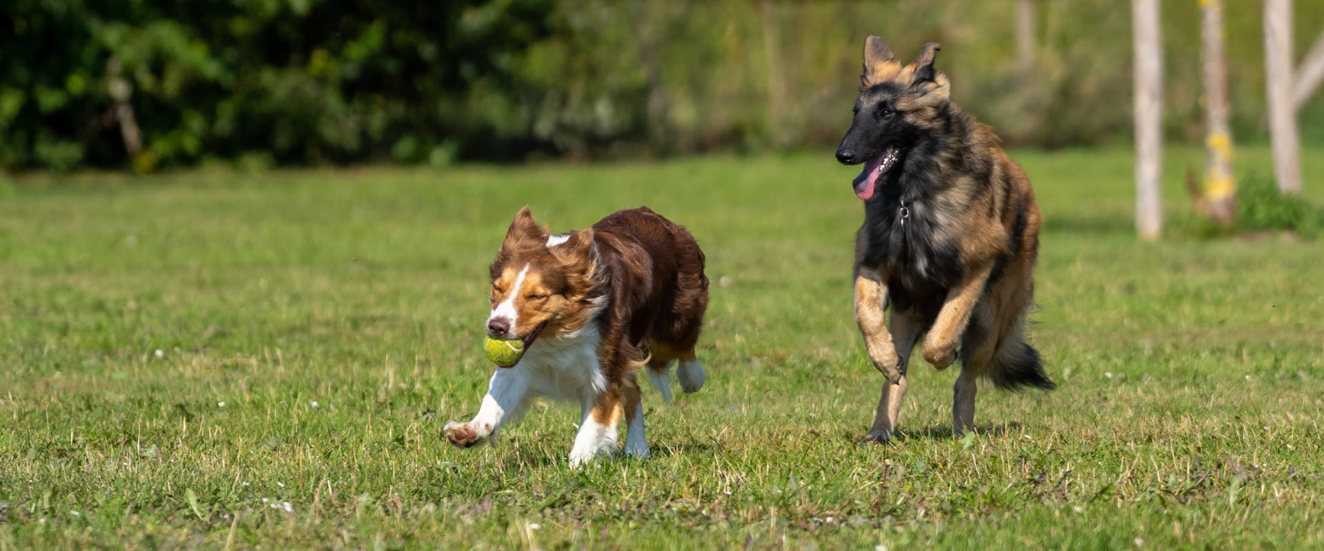 A dog chases after a dog with a tennis ball. 