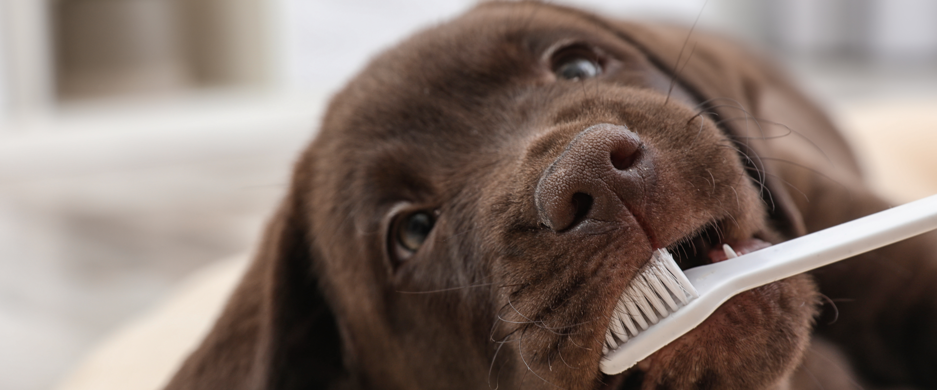 Chocolate And The Dog S Dental Health
