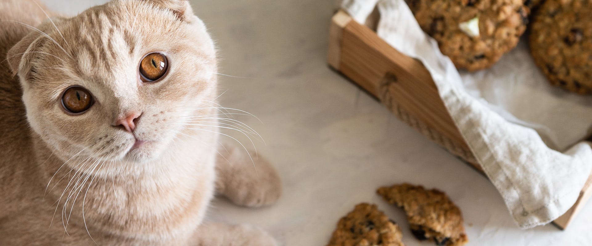 A cat looking upwards while sitting next to a basket of peanut butter cookies