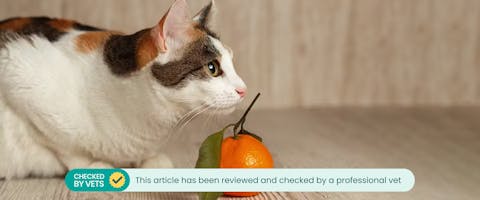 A cat sitting next to an orange, with a banner placed at the bottom of the image which reads: 'This article has been reviewed and checked by a professional vet' 