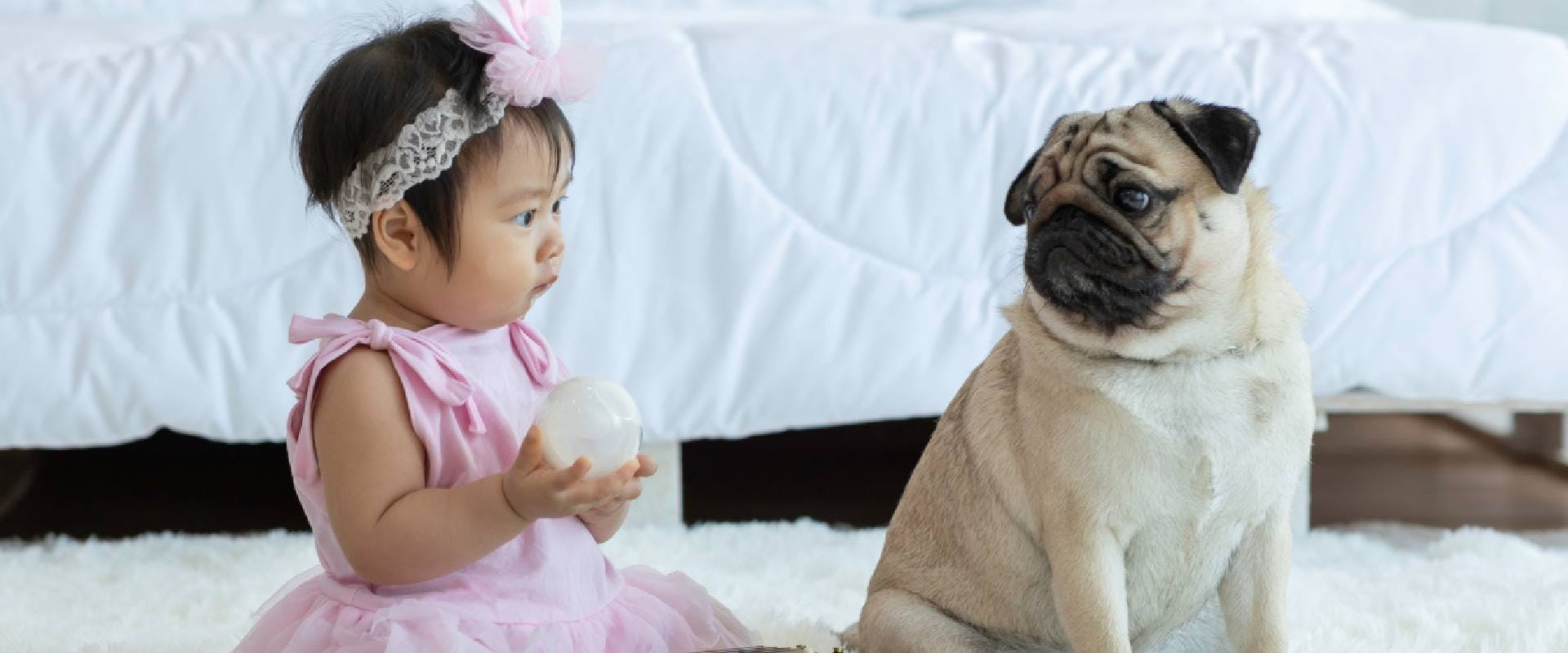 Baby sitting with a Pug