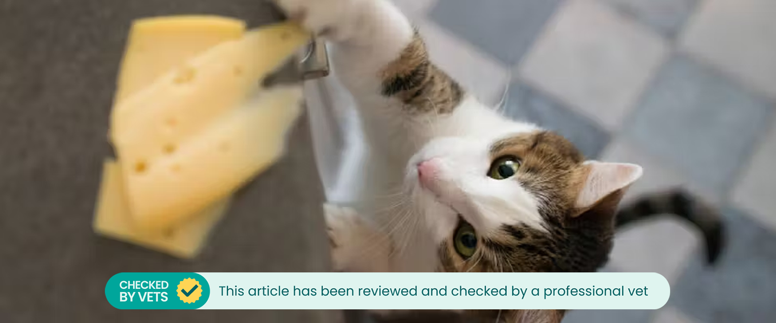 Cat reaching for cheese slices