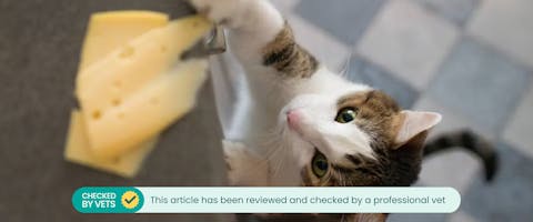 Cat reaching for cheese slices