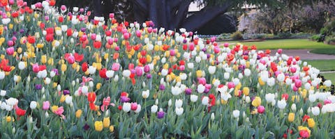 a huge patch of different tulips in Corbett Gardens, Bowral