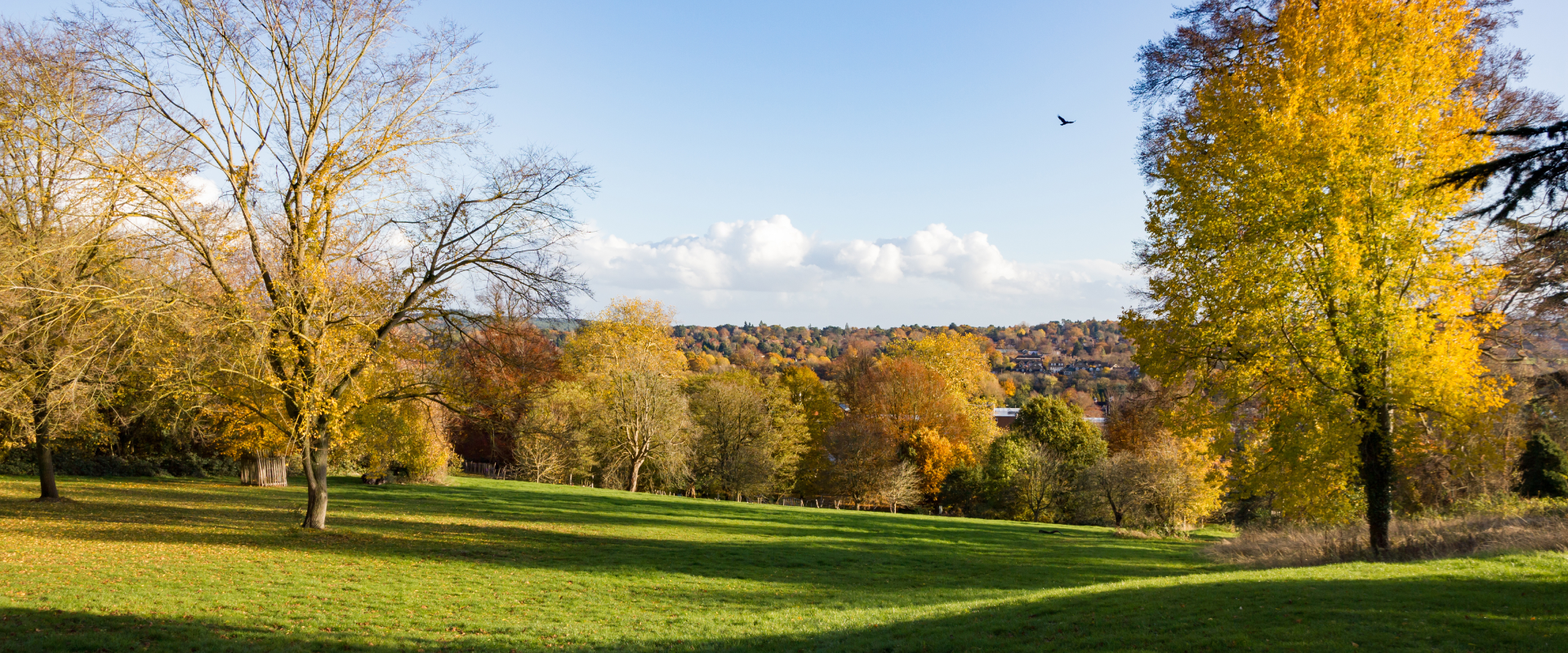 Dog-Friendly Farnham: Things to do in Farnham With a Dog ...