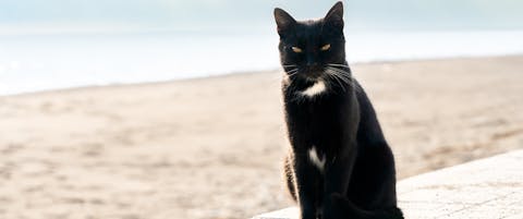a black cat sitting on a wooden deck facing the camera with a sandy beach and sea in the background