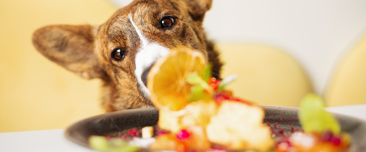 Dog Friendly Edmonton: Things To Do in Edmonton With a Dog ...