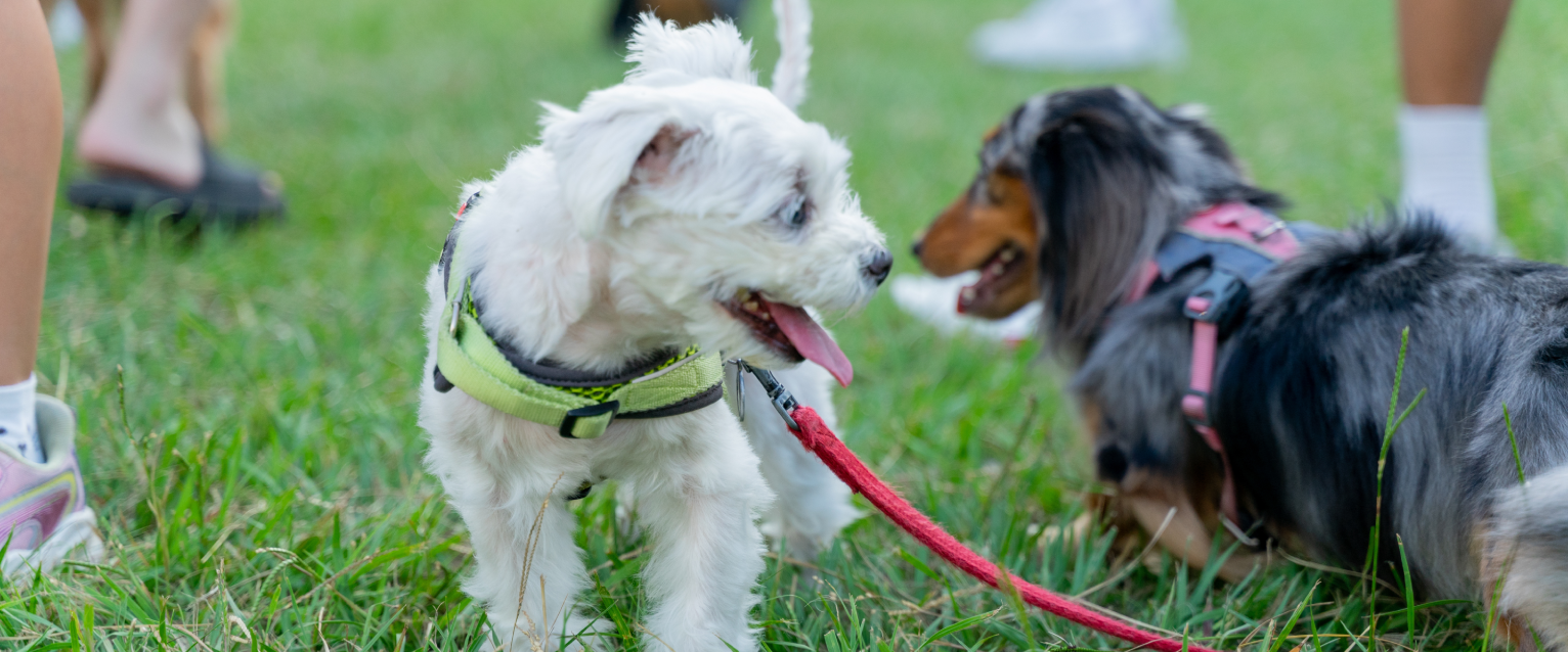 Dog Friendly Edmonton: Things To Do in Edmonton With a Dog ...