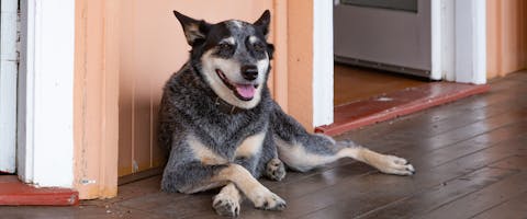 A Blue Heeler sits with paws crossed.