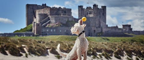 Miniature Poodle dog jumping to catch ball on the dog-friendly beach with Bamburgh Castle in the background