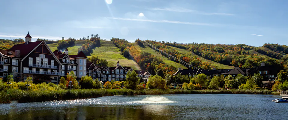 Dog Friendly Collingwood: Things To Do in Collingwood With a Dog