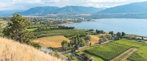 View from above of orchards and vineyards with Okanagan Lake and city of Penticton in summer
