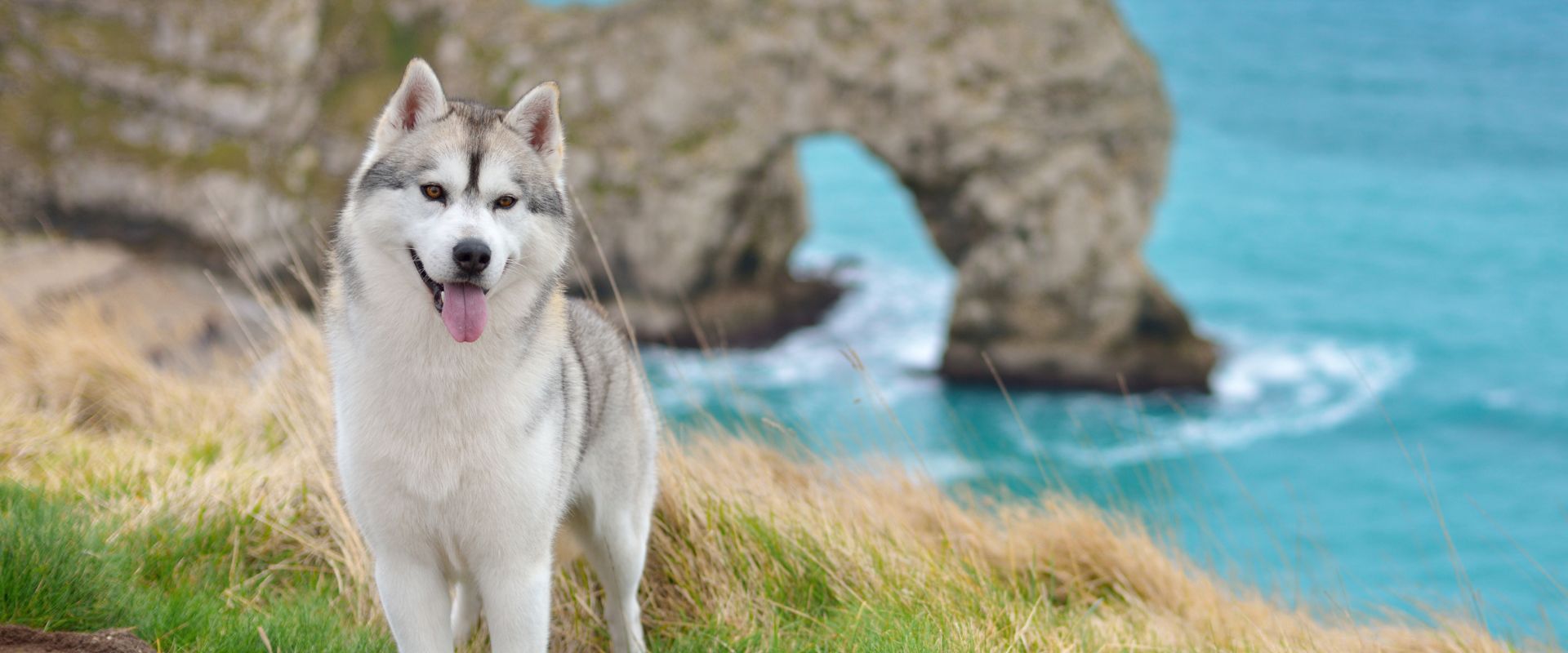 Husky dog at Durdle Door, Dorset