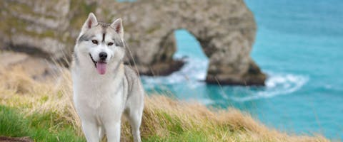 Husky dog at Durdle Door, Dorset